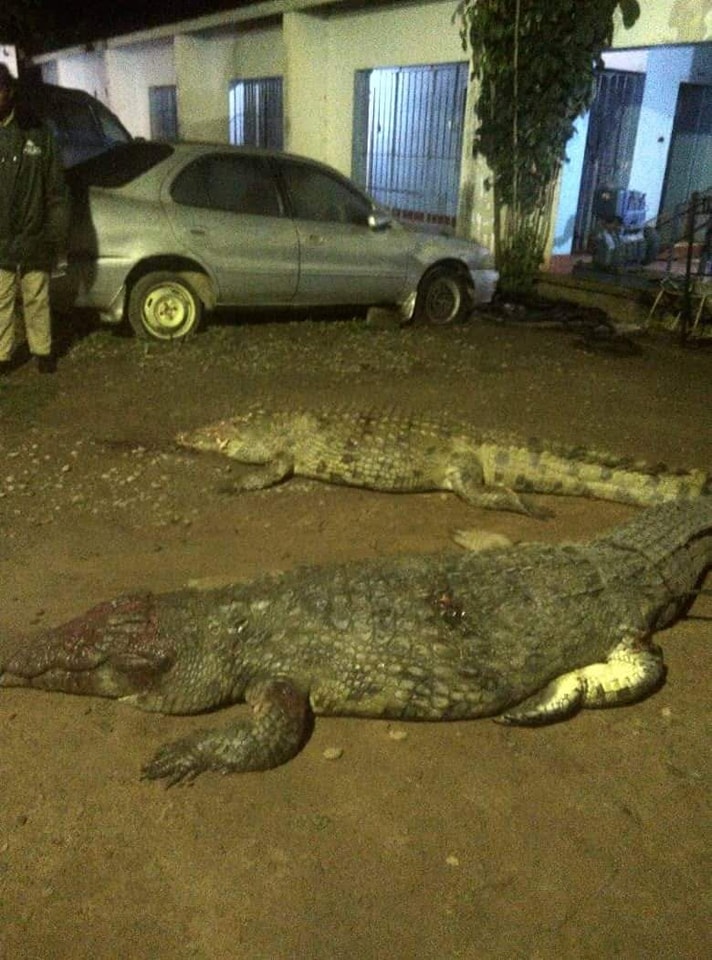 YOUTHS AND POLICE CLASH OVER THE SHOT CROCODILES IN KITWE