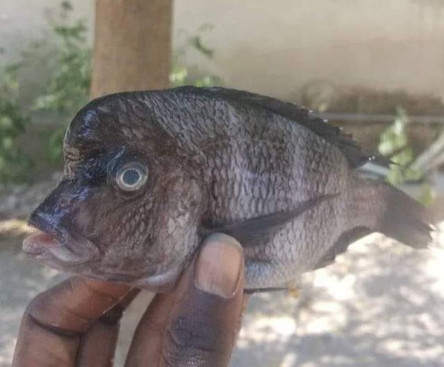 SAMFYA H.O.D RUNS MAD AFTER BEING LIKENED TO STRANGE FISH