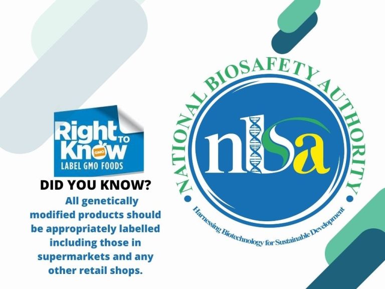 EAT GMO MEALIE MEAL FROM SOUTH AFRICA, IT IS SAFE- National Biosafety Authority