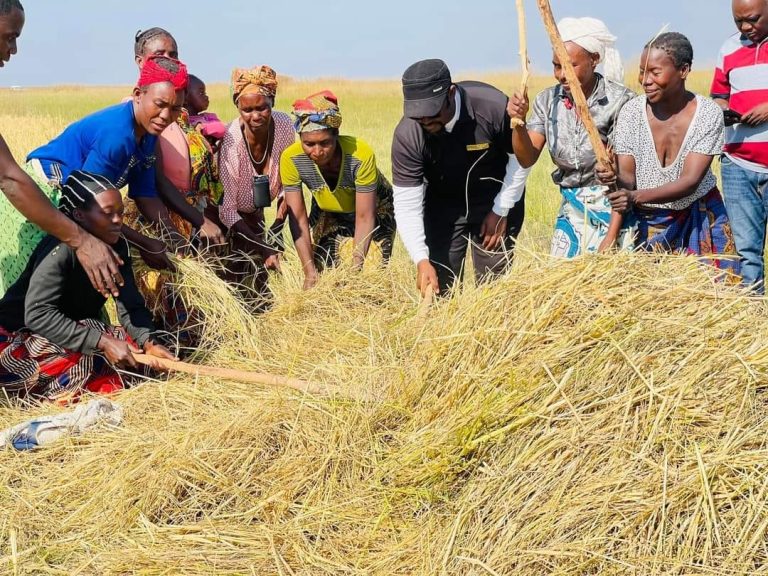 HARVEST OF KANCHIBIYA’S CDF 2022 FUNDED RICE HARVEST IS LAUNCHED