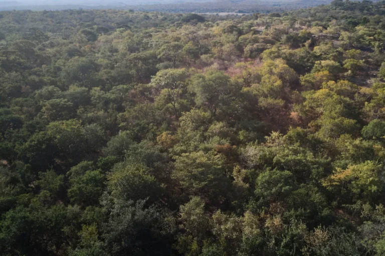UAE corporation acquires land in Africa for contentious carbon offset projects
