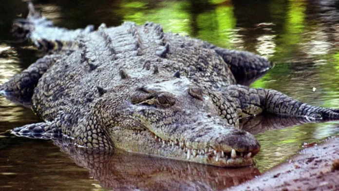 Australian farmer attacked by 10ft crocodile bites back to save his life