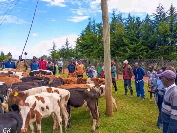 Limpopo Beneficiaries Braai 30 Cows Awarded To Them To Start Farming Project