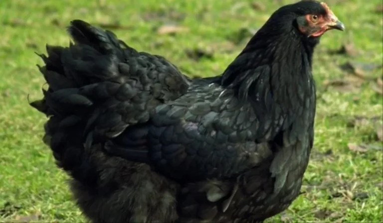 Courtroom in Chaos as Mysterious Black Chicken Sparks Witch