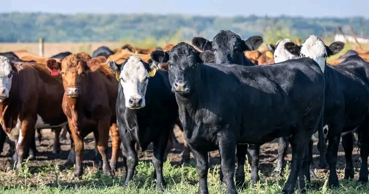 Zambia to Adopt Kenya’s Digital Livestock Tracking System