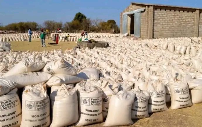 CABINET APPROVES EXPORT OF 500,000 TONNES OF SURPLUS MAIZE