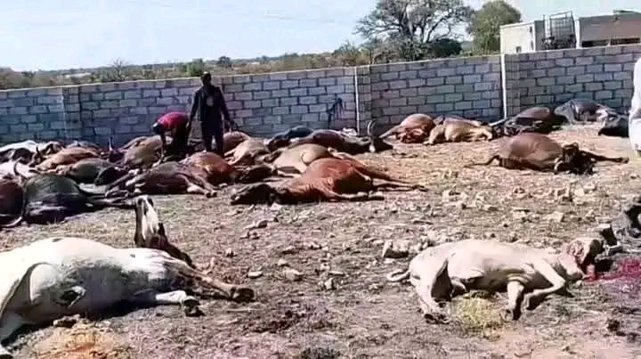You can not slaughter 70 cows for that poor farmer in Kalomo just because he did not have a permit to move the animals into another district- Hon. Binwell Mpundu