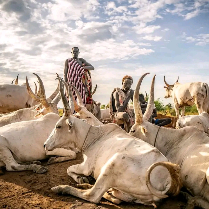 There are more livestock than people in South Sudan