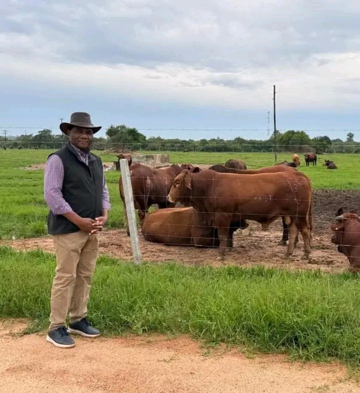 HICHILEMA’S CATTLE – A CONSTRUCTIVE APPROACH TO THE QUESTION OF TRIBE IN ZAMBIAN POLITICS