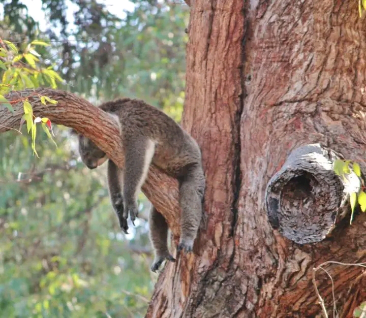 LAZY LOVERS! MALE KOALAS SLEEP 22 HOURS AND LET THE LADIES COME TO THEM