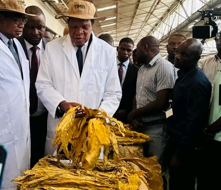TOBACCO TEARS! Zimbabwe Farmers Revolt as Auction Prices Crash to 50 Cents