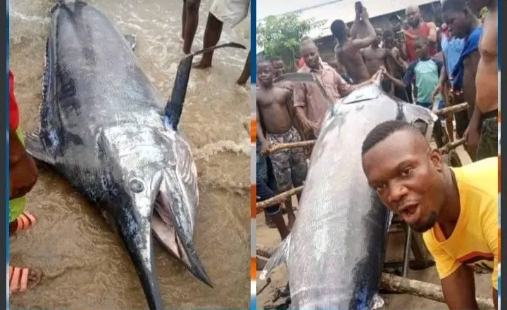 Shock as Nigerian Fisherman Catches Rare Blue Marlin Reportedly Worth $2.6 Million — But Instead of Selling the Multi-Million Catch, He and His Entire Village Cooked and Ate It Together