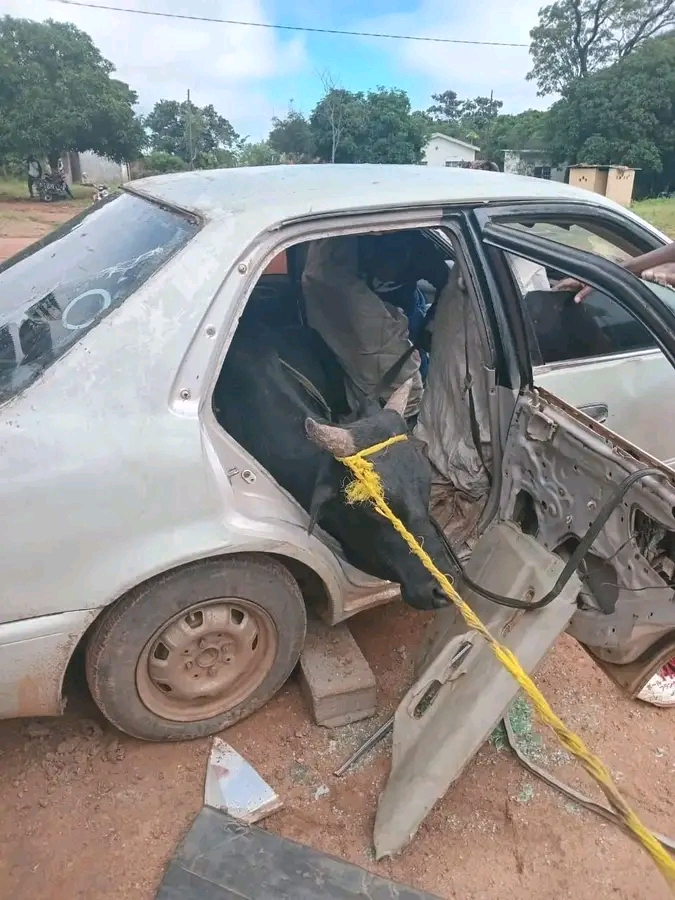 POLICE IMPOUND A COROLLA, THREE CATTLE STUFFED INSIDE
