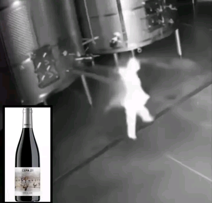Vengeful Ex-Worker Wastes $2.7 Million in Premium Wine in Petty Sabotage