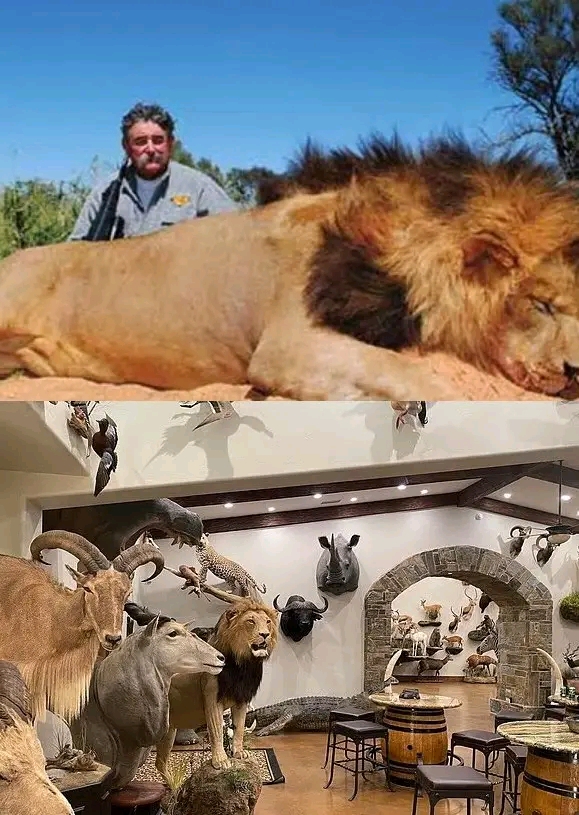 American millionaire big game hunter gets trampled to death by elephants while hunting rare antelope in Africa