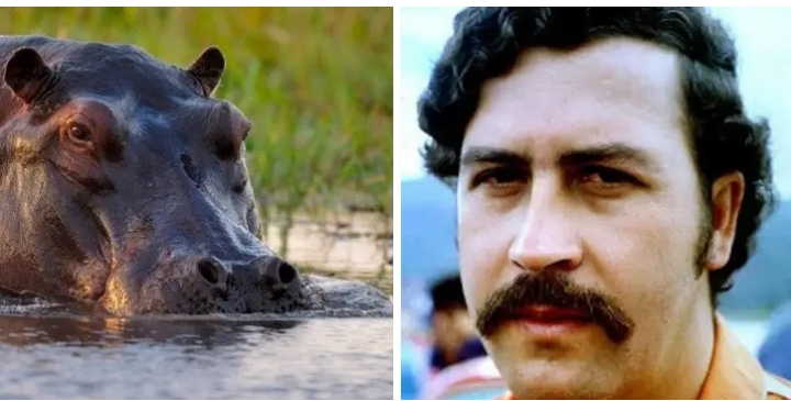 Indian billionaire’s son offers home for Pablo Escobar’s hippos