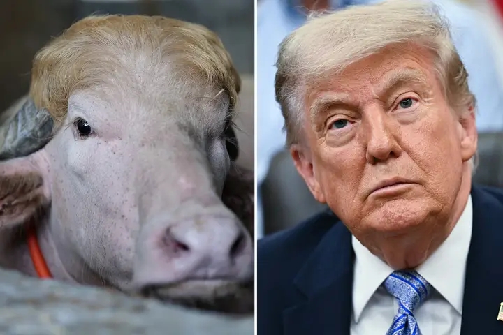 “Rare Albino Buffalo Named ‘Donald Trump’ Saved From Slaughter In Bangladesh After Going Viral Across Social Media”