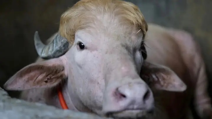 Latest Images Show Bangladesh’s Famous Albino Buffalo “Donald Trump” Before Transfer to Dhaka Zoo