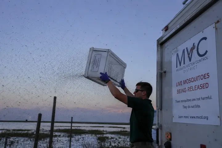 Google’s Mosquito Release Plan: 32 Million Engineered Insects Headed for California and Florida