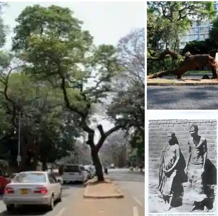 MBUYA NEHANDA WAS NOT HANGED ON THE “FAMOUS TREE” – RECORDS SHOW SHE WAS EXECUTED ON THE STREET THAT NOW BEARS HER NAME