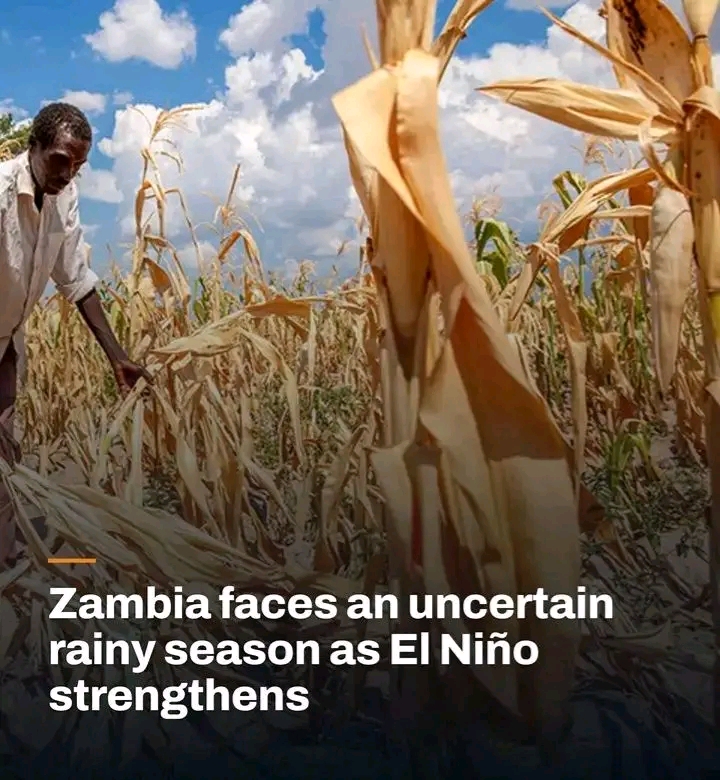 Early rains reach parts of Zambia as farmers race to protect maize