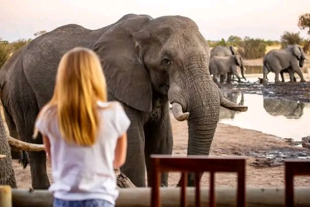 Botswana criticised over elephant killings for Independence celebrations